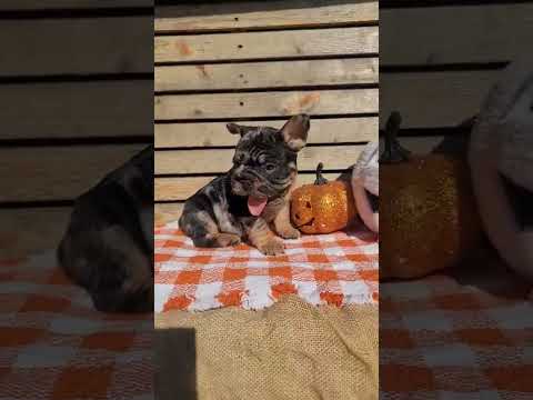 Video 1
