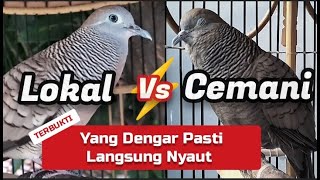 Download lagu Perkutut Lokal Gacor VS Cemani Gacor, Terbukti Yang Dengar Pasti Langsung Nyaut mp3 Download lagu Perkutut Lokal Gacor VS Cemani Gacor, Terbukti Yang Dengar Pasti Langsung Nyaut mp3
