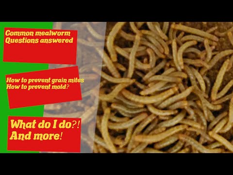 15 Common Mealworm Questions Answered - How to prevent mold - How to keep mealworms - Mealworm Guide