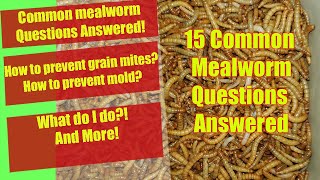 15 Common Mealworm Questions Answered - How to prevent mold - How to keep mealworms - Mealworm Guide