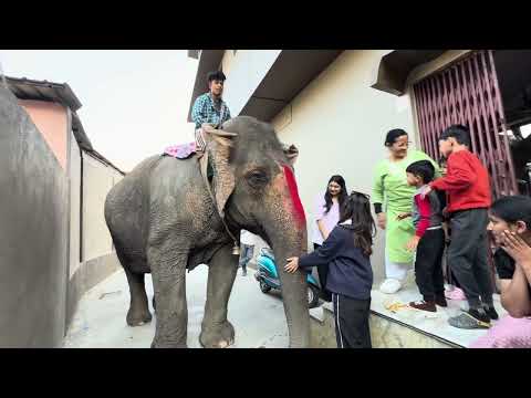 How elephants get their food ( 😍 ) so adorable and interesting video