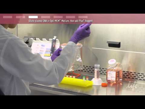 Plasmid DNA Transfection Protocol