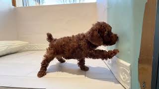トイプードルの動画01