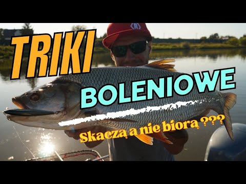 Jak złowić Bolenia ?▫️ Wrześniowe bolenie  #wędkarstwospinningowe #boleń #wędkarstwo