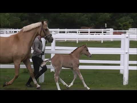 PAV DESERT'S DELIGHT v. PAV Timm Thaler - Danny Gold