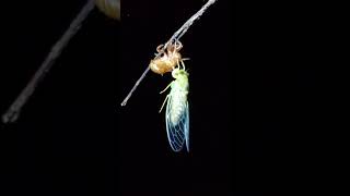 陽明山夜觀 2021/7/10