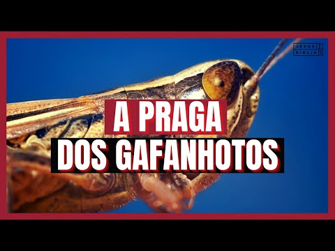 Exodus 10 Study: THE PLAGUE OF LOCUSTS (Bible Explained)