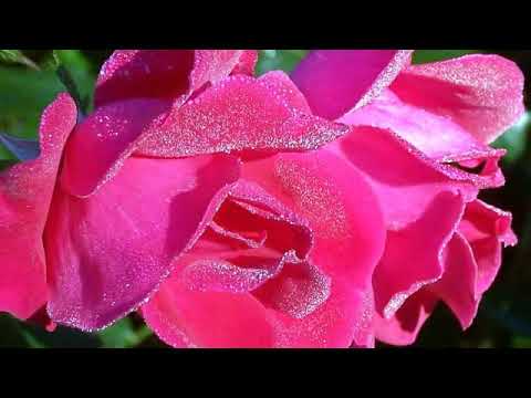 Sweet Morning Dew   Oliver Serano