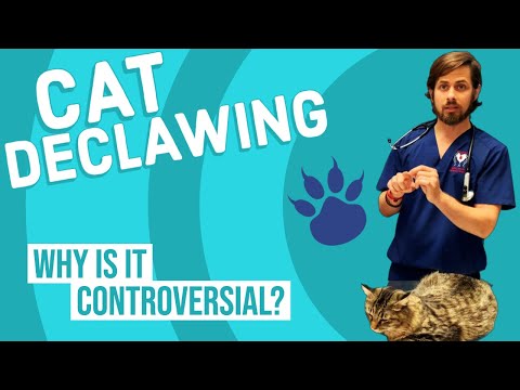 Should You Declaw Your Cat?