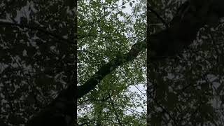 自然眺める