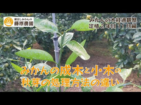 アリを苗木から遠ざけるにはどうすればよいですか？彼らが自然に撃退するための、彼らが最も嫌がる5つの製品をご紹介します。  庭園