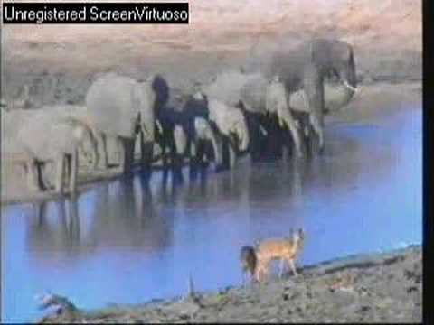 WE/Djuma Elephants at Gowrie Dam