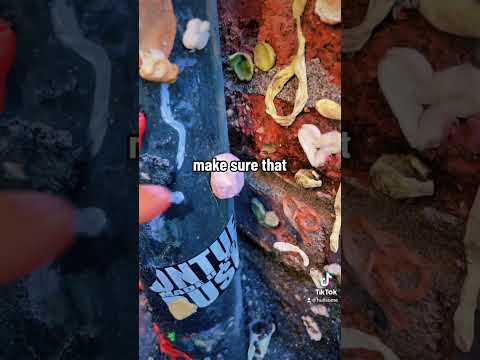 It’s IMPOSSIBLE to pick a single favorite Geocache, but THIS Gum Wall micro in seattle was SICK🦠💀