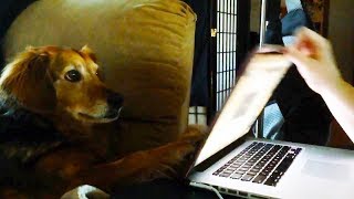 Dogs Who Won't Let Their Humans Work