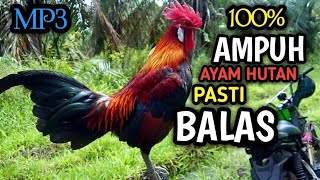 Download lagu BEST FOREST CHICKEN ATTRACTION//STRONG ROCK ATTRACTION VOICES mp3