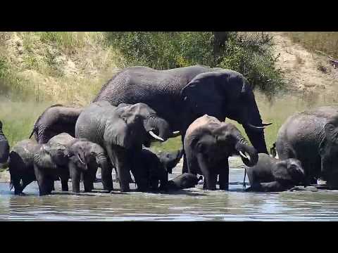 Djuma: Elephant herd getting a drink at Vuyatela Dam - 12:26 - 04/06/20