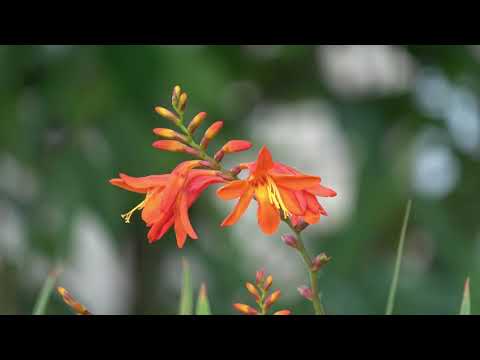 クロコスミアについて詳しく解説