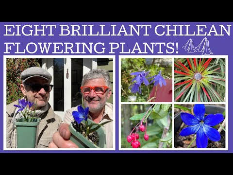Eight rare and beautiful Chilean flowering plants; from bulbs to trees!
