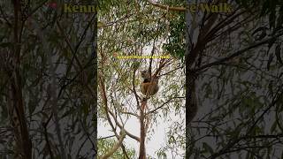 Can’t believe this hike in Australia is real 🤯 #australia #koala #wildlife