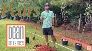 Planting Pear Trees Asian and European - Ep 53 #Kieffer #Bartlett #giantolympic