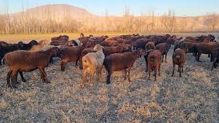 What did the shepherd do with these sheep?