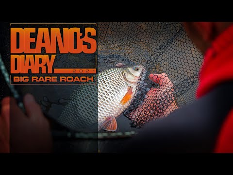 Deano's Diary - Big Rare Roach