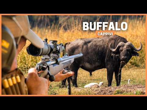 Hunting the Dangerous Cape Buffalo in Namibia with My Father