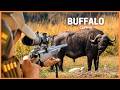 Hunting The Dangerous Cape Buffalo In Namibia With My Father