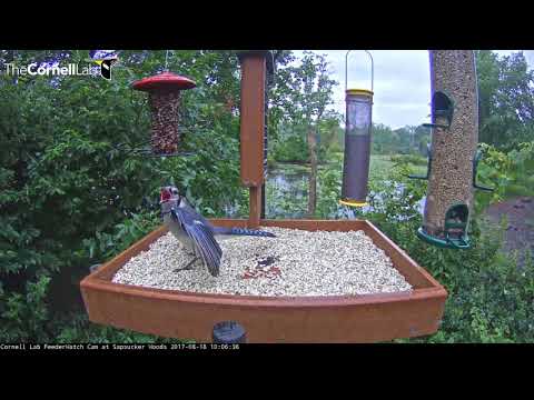 Immature Blue Jay Begs for More Seed Cylinder – August 18, 2017