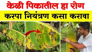 केळी पिकातील करपा / सिगाटोका नियंत्रण ⚡ Keli pikatil Karpa Rog Niyantran