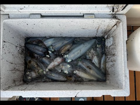 Calamari on anchor at Safety Beach Vic - March 2025 - Ep 7
