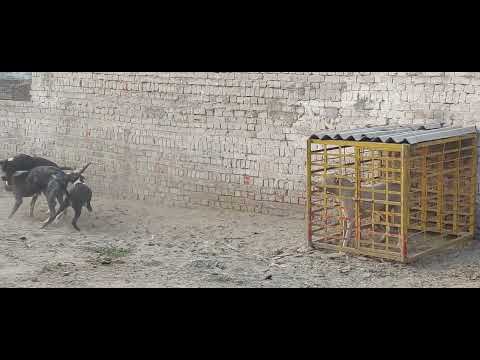 Group of fighting dogs at Dera Asif khokhar lahore