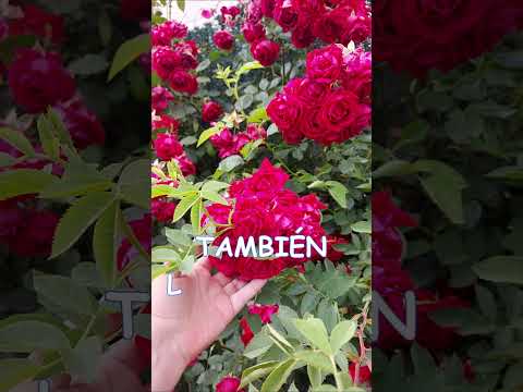 🍀 ROSAS DE CASTILLA 🍀    ¿ Conocías este tipo de rosa ? Primera floración del año.