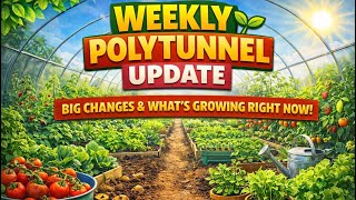 Weekly Polytunnel Update 🌱 Big Changes & What’s Growing Right Now!