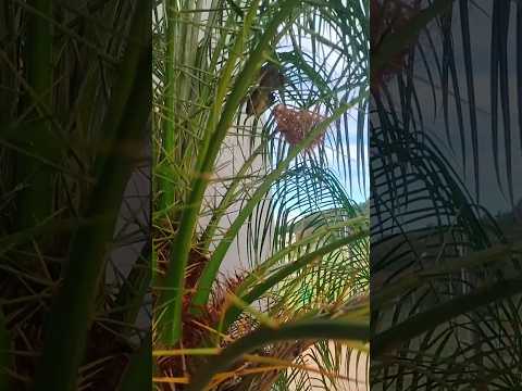 02/04/26, Paraúna, GO.#turismo #goias #parauna #viagem