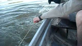 preview picture of video '55 lb flathead catfish gets hauled in boat'
