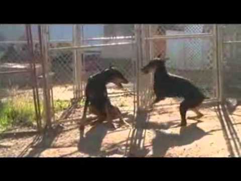 download lagu mp3 mp4 Doberland, download lagu Doberland gratis, unduh video klip Doberland