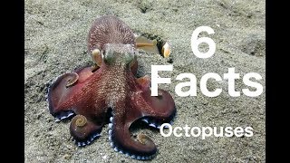 6 Facts about Octopuses