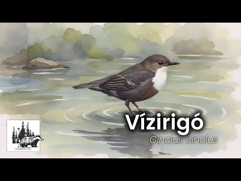 Vízirigó