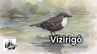 Szalakóta bemutatása – fajismertető videó