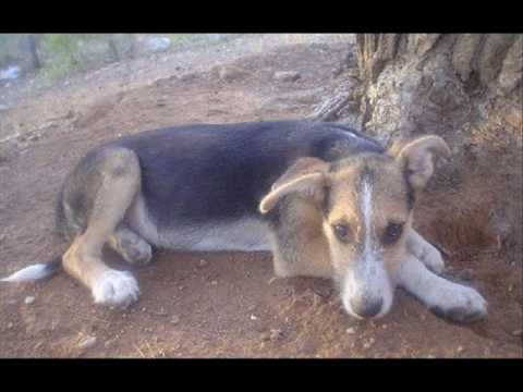 Horacio Guarani - Milonga al amigo fiel