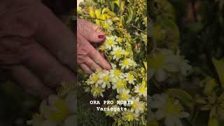 pereskia aculeata goldsfeldiana, a ORA PRO NOBIS VARIEGATA