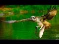 Falconry. Соколиная охота. Германия. 