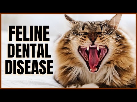 Feline Dental Disease