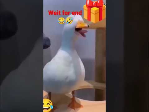 donkey and duck jok #shorts #trending #viral #video