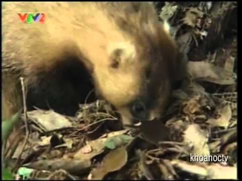 Những Loài Động Vật Làm Tổ Ở Nhật Bản