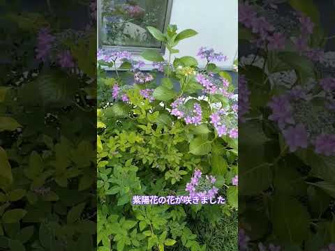 墓地に適した手入れの簡単な植物は何ですか？私たちのトップ5！  庭園