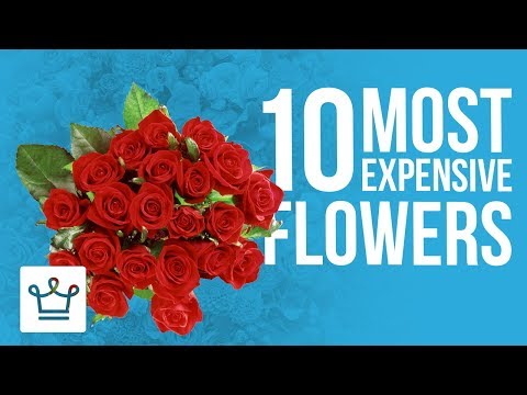 Top 10 Most Expensive Flowers In The World