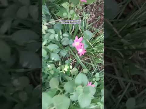 Beautiful  pink Rain lilies from Tejasree's terrace garden#viral #flowers #nature #nice#viral reels