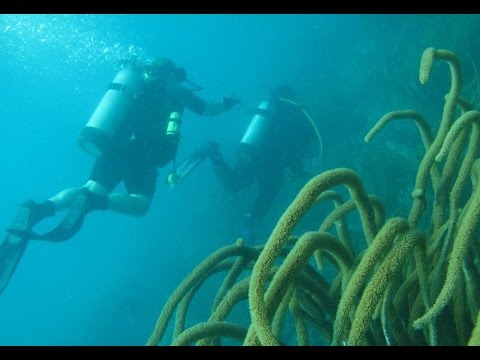 Extreme SEAL Experience, Puerto Rico SCUBA Course (Part 1/2)